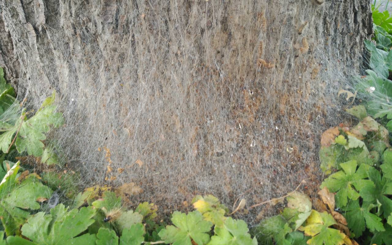 Nest Eichenprozessionsspinner OB Sterkrade Höhenweg