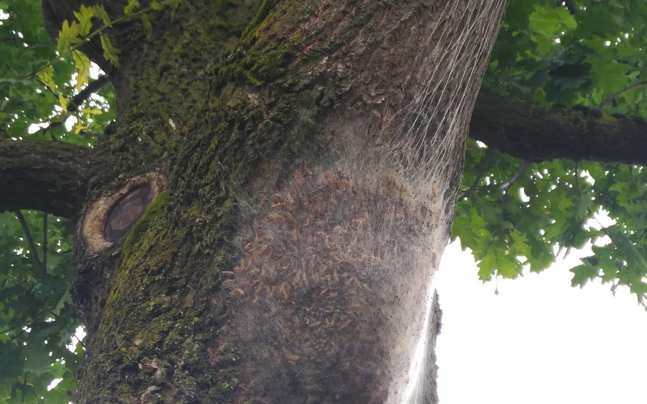 Nest Eichenprozessionsspinner OB Sterkrade Höhenweg