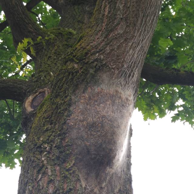 Nest Eichenprozessionsspinner OB Sterkrade Höhenweg