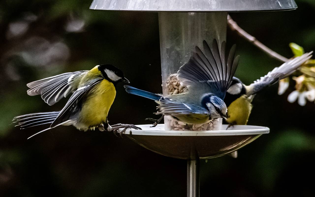 Sascha Fromm/FUNKE Foto Services