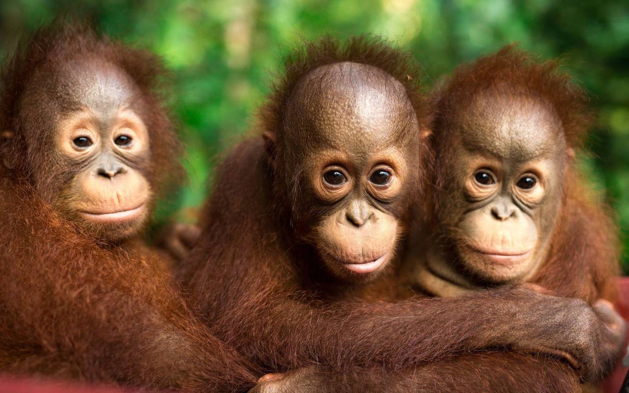 Orang-Utans auf Borneo