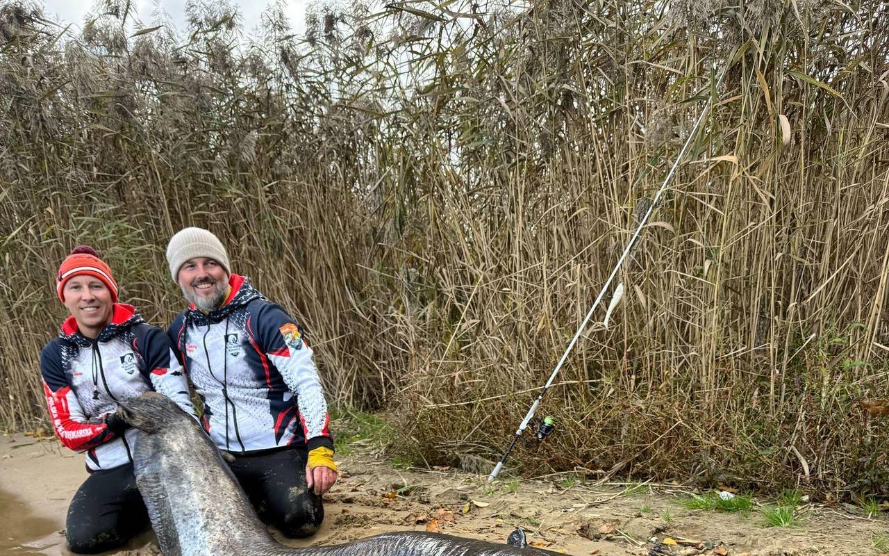 Riesiger Wels in Polen gefangen