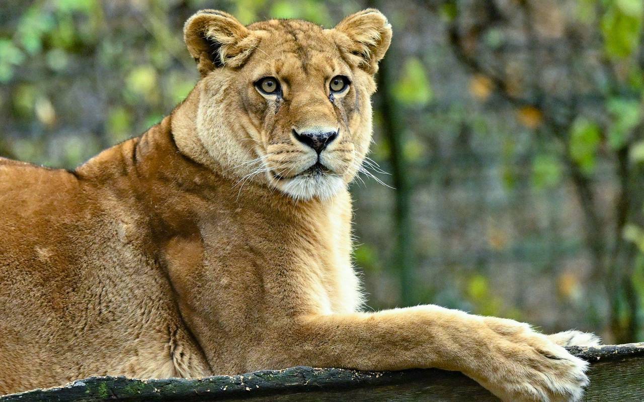 Löwen in Zoo in Neuseeland sollen eingeschläfert werden