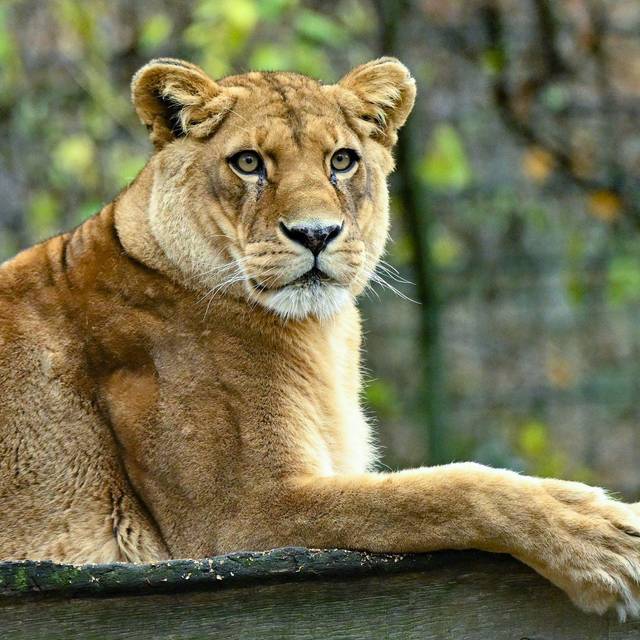Löwen in Zoo in Neuseeland sollen eingeschläfert werden