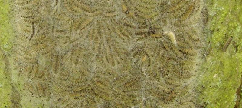 Jetzt schon Kampf gegen gefährliche Raupe vorbereiten