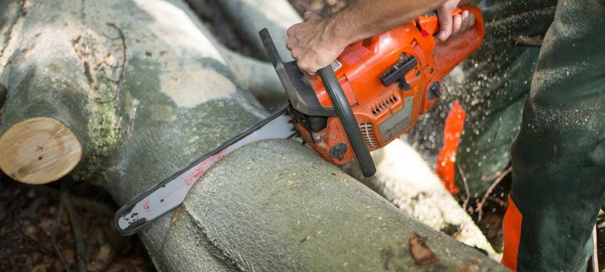 Sturmböen lassen Bäume umstürzen