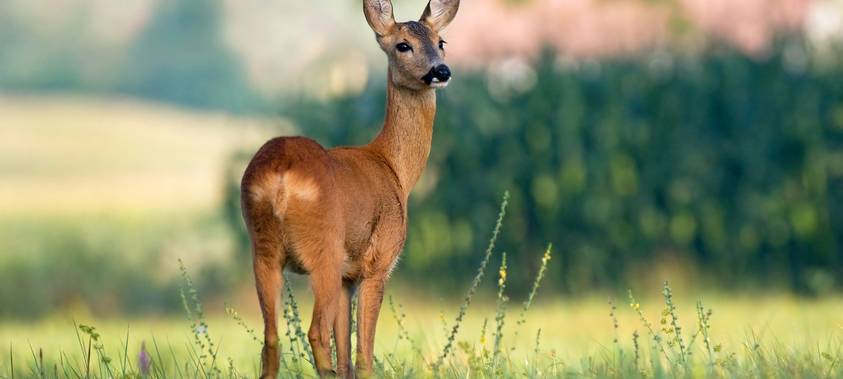 Unfallgefahr: Aktuell mehr Rehe auf den Straßen