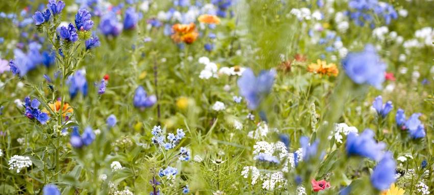 Stadt verlängert Bewerbungsfrist für Umweltpreis