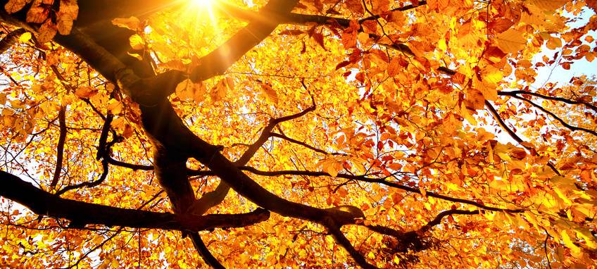 MEG-Tipps zur Laubentsorgung