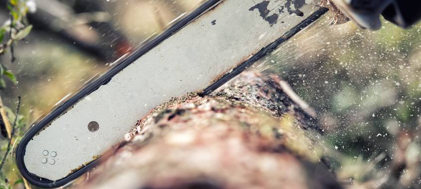 Bäume nicht mehr standsicher