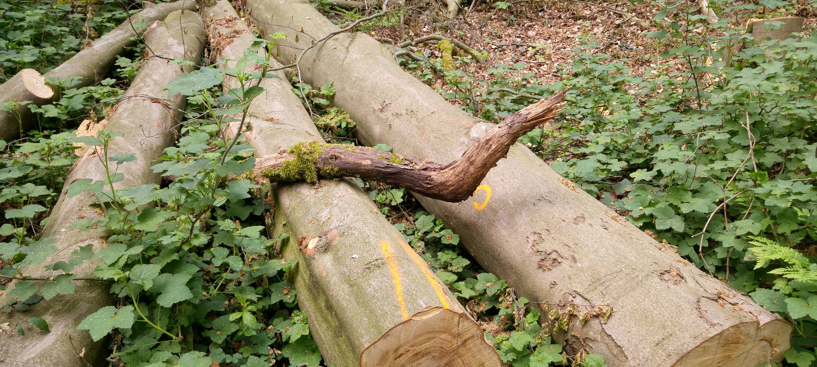 Mendener Straße gesperrt