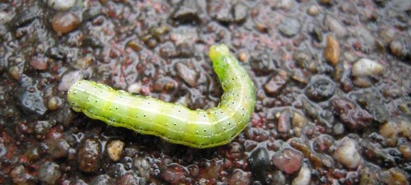 A31: Mit Vogelhäusern gegen Schädlinge