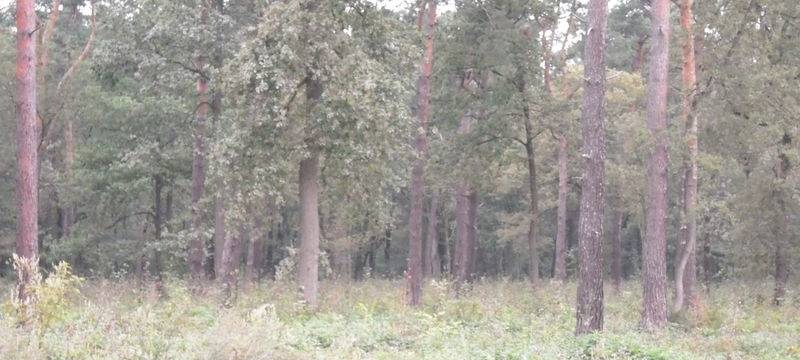 Mehr Warnhinweise zu Waldbränden gefordert