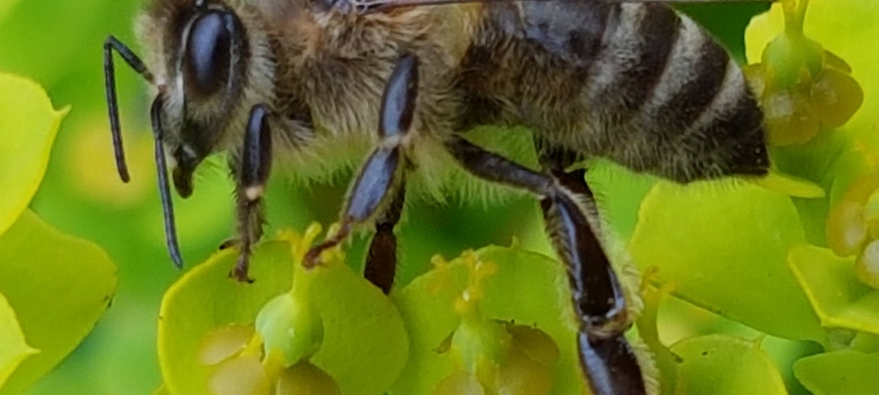 Sperrbezirke für Bienenvölker aufgehoben