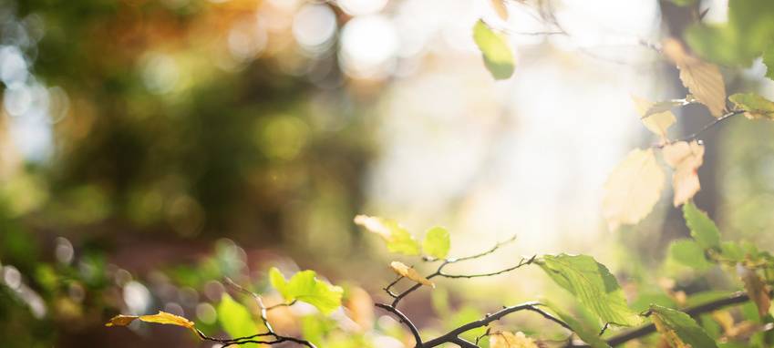 Grünschnitt an Lärmschutzwänden