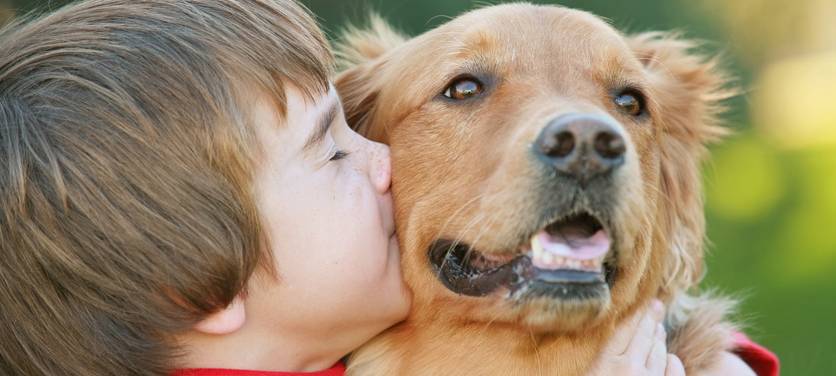 Silvester-Feuerwerk ängstigt viele Haustiere