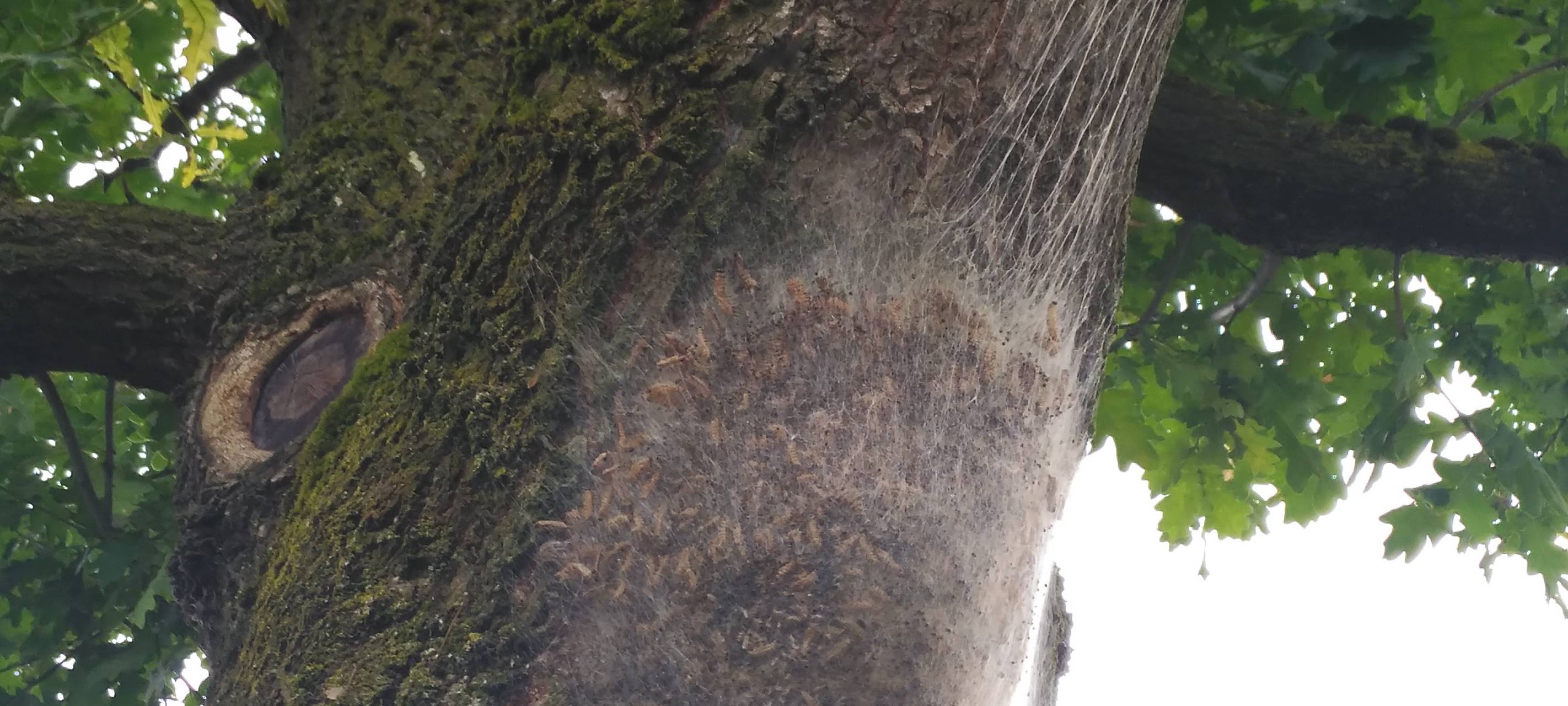 Nest Eichenprozessionsspinner OB Sterkrade Höhenweg