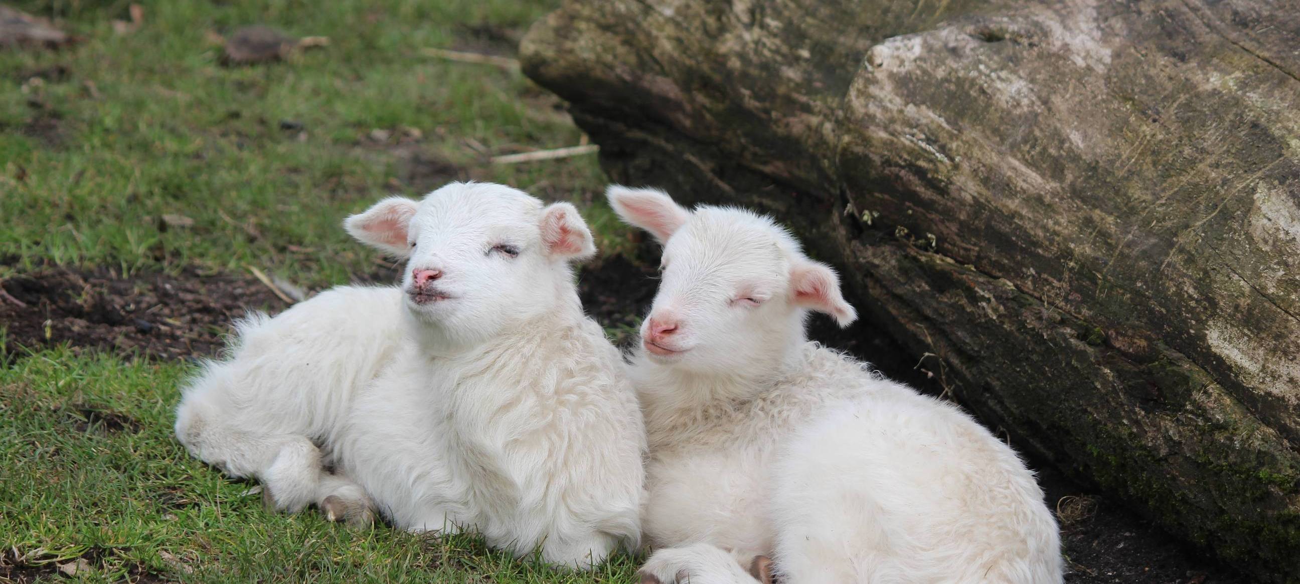 Märchenraten im Witthausbusch