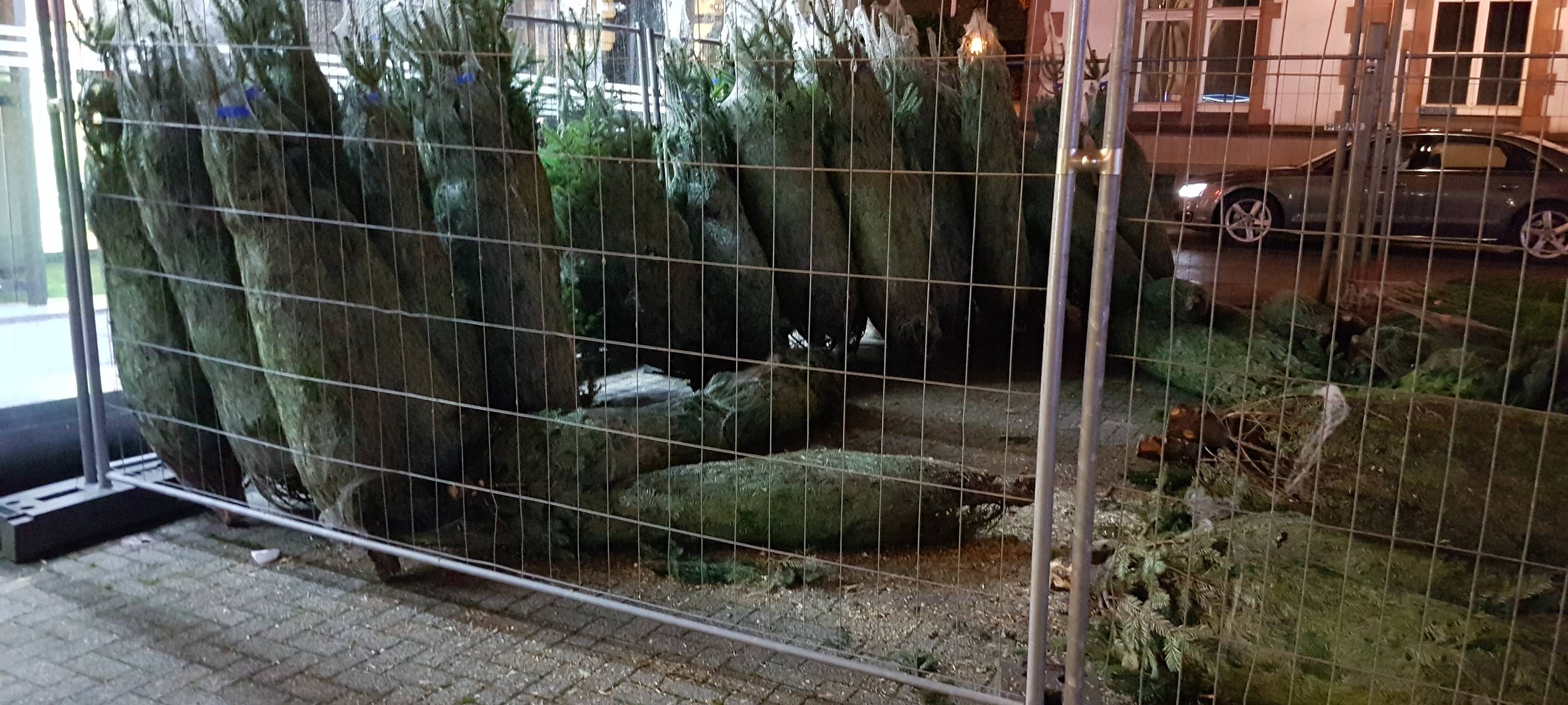 MEG holt ab Montag Tannenbäume