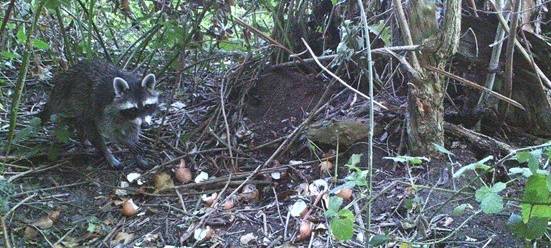 Was tun gegen Waschbären?