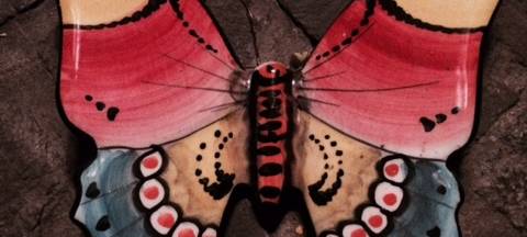 NABU lässt Schmetterlinge zählen