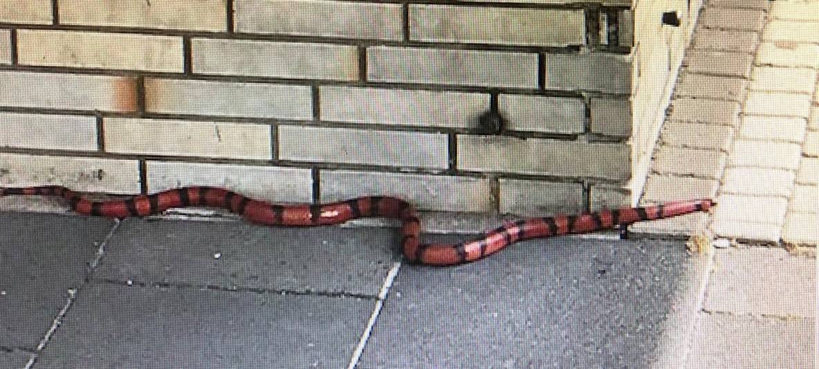 Schlange in Dümpten unterwegs