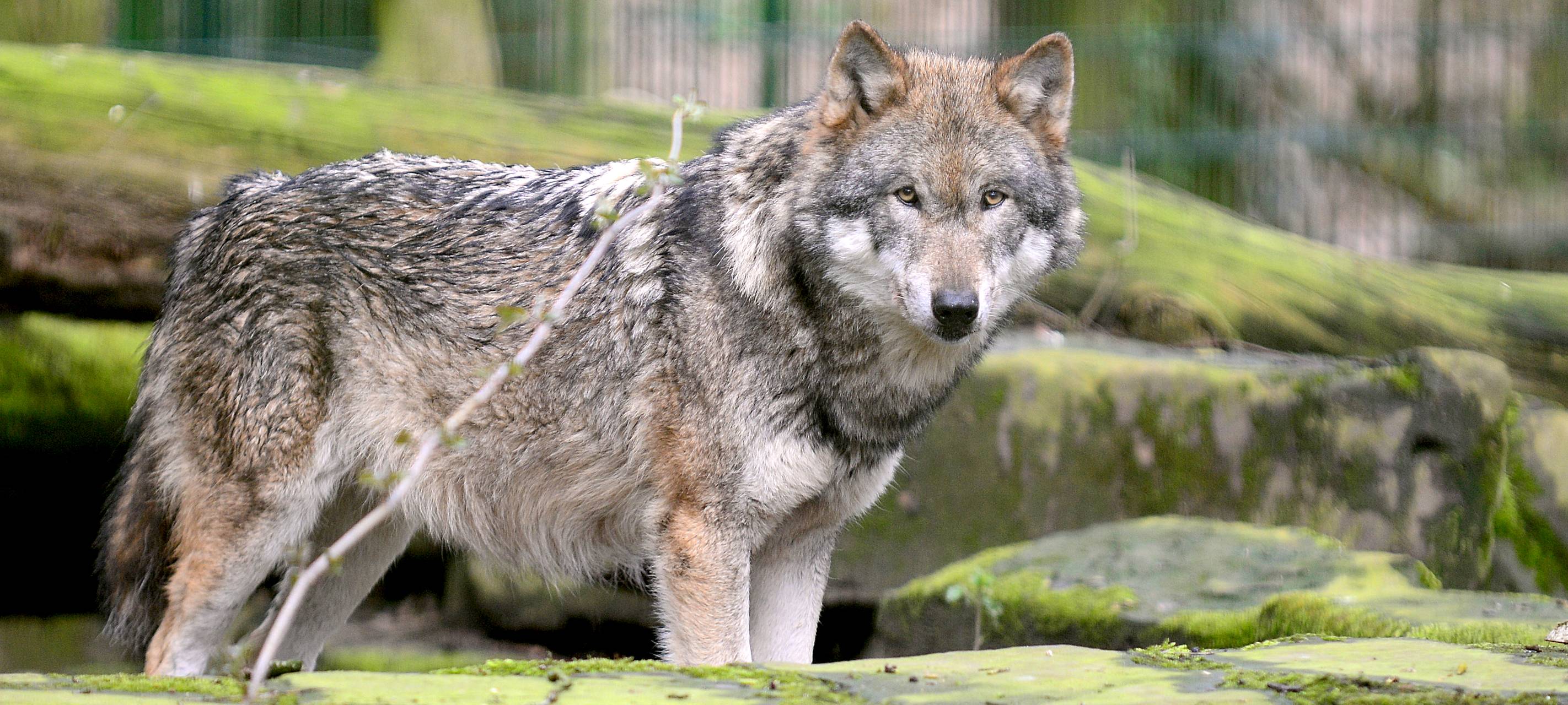 Wolf in Kirchheller Heide