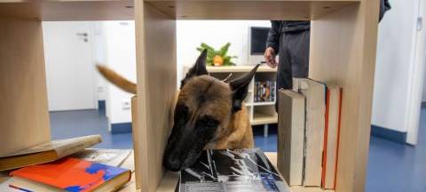 Datenspeicher-Spürhunde