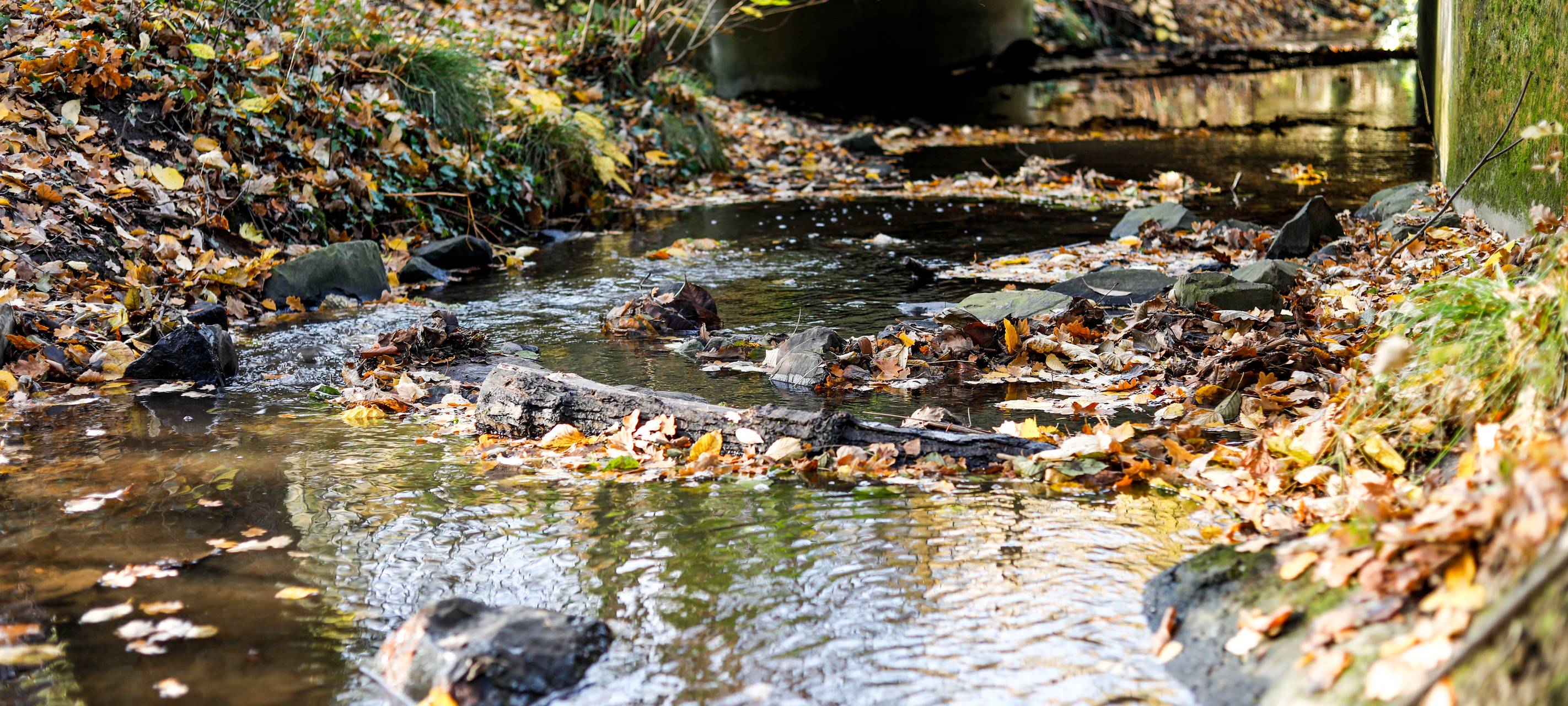 Ausschreibung für Rumbach-Renaturierung