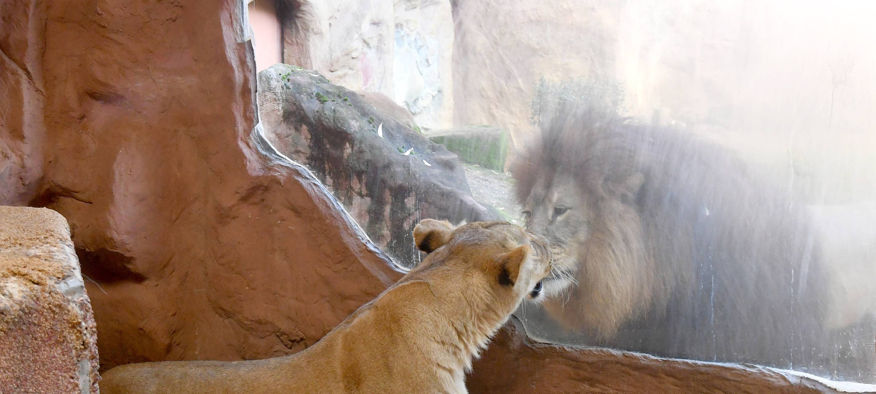 Gelsenkirchener Zoo wieder an der Spitze