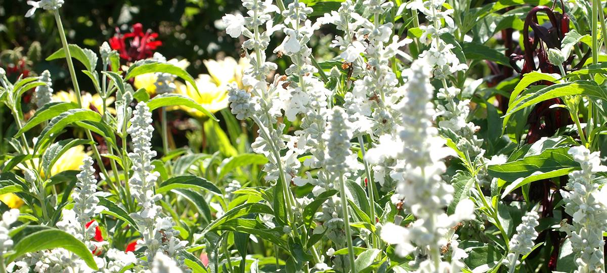 Verfrühte Pollenflugsaison: Die Übersicht für Allergiker