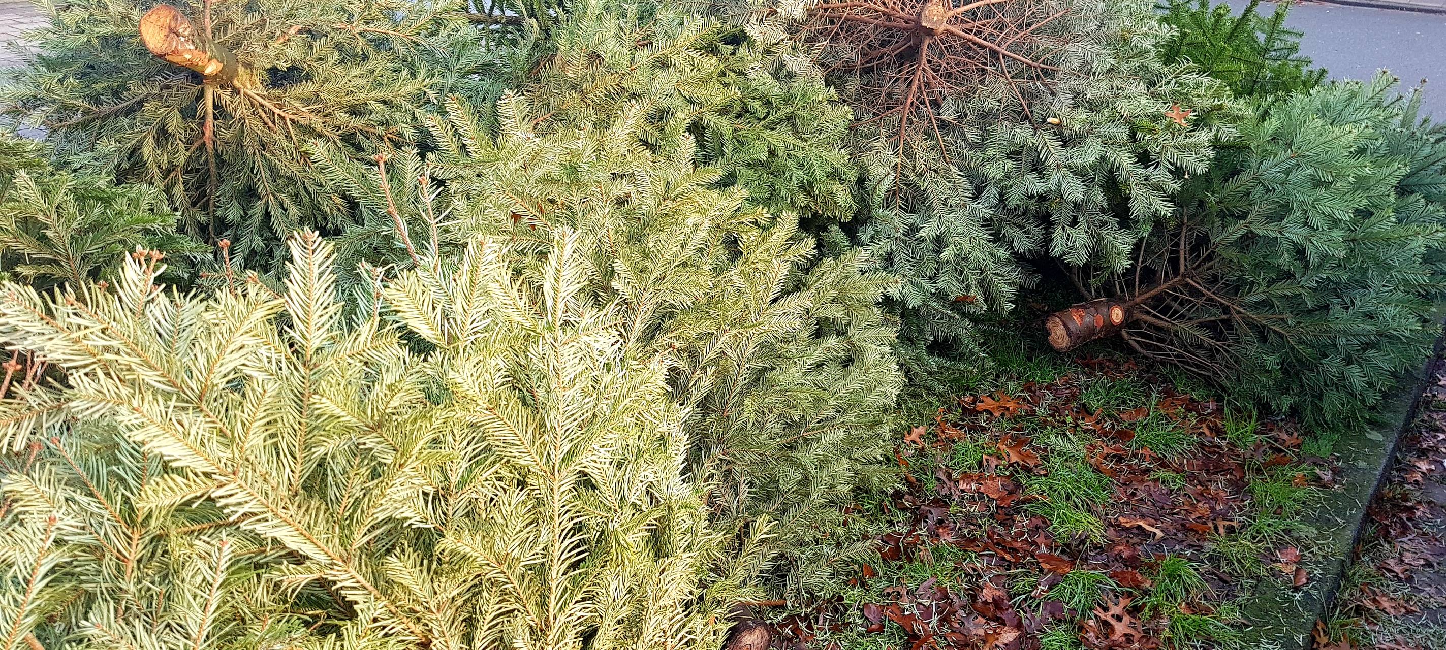 MEG nimmt ab heute Weihnachtsbäume mit