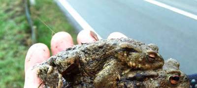 Krötenwanderung geht weiter - Straßen gesperrt