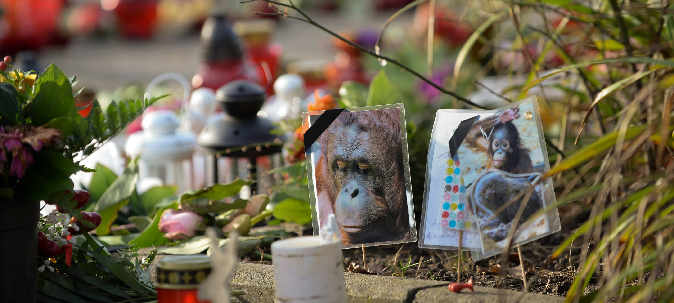 Abrissarbeiten im Krefelder Zoo starten