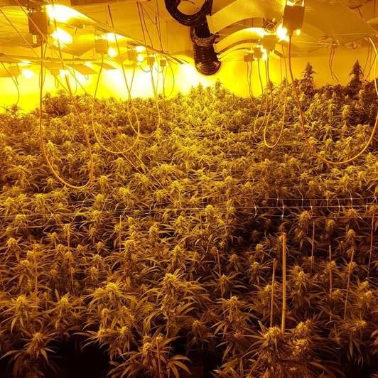 Ausschnitt einer Cannabis-Plantage