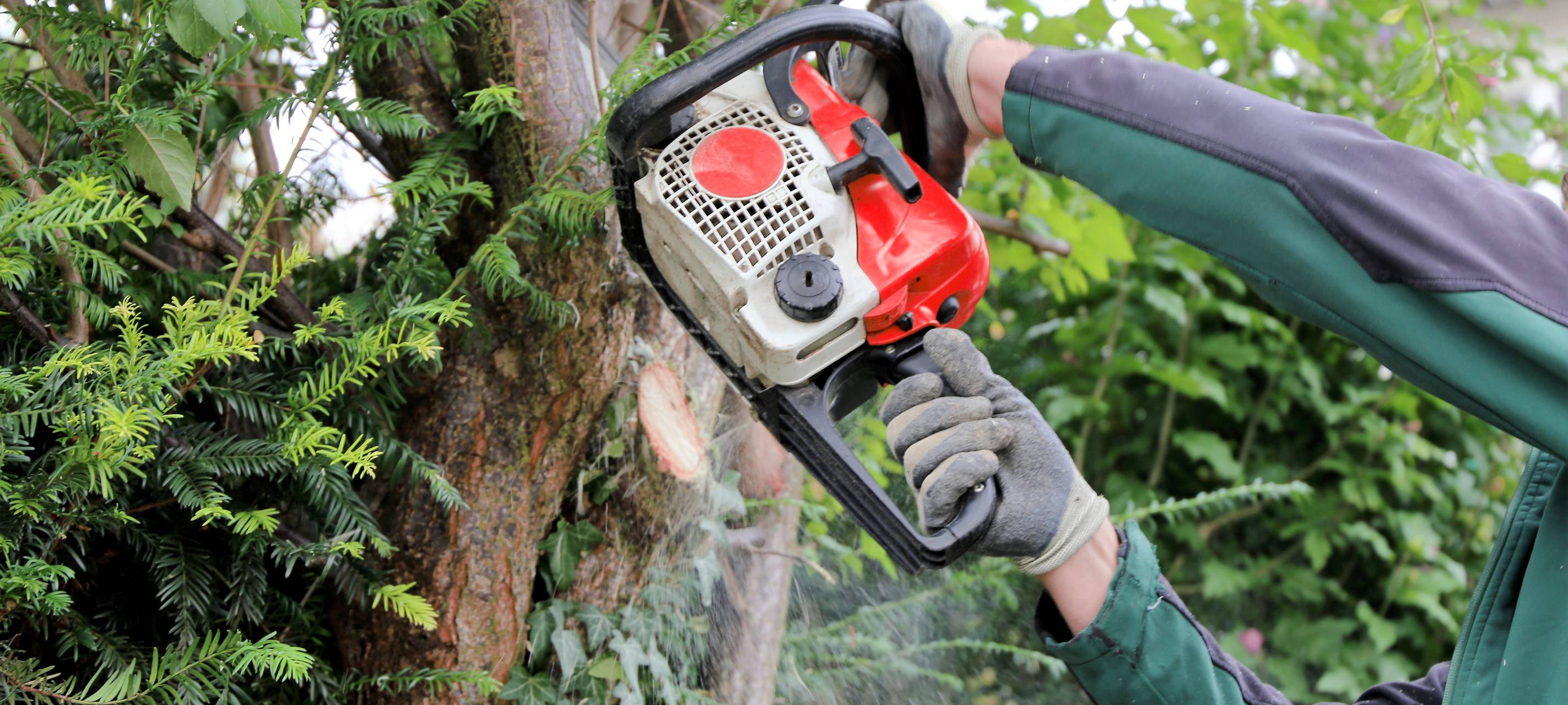 Ruhrbahn muss wegen Grünschnitt Busse umleiten