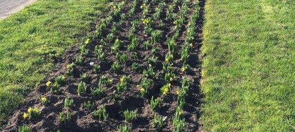 Stadt pflanzt Frühjahrsblüher und bewässert Bäume