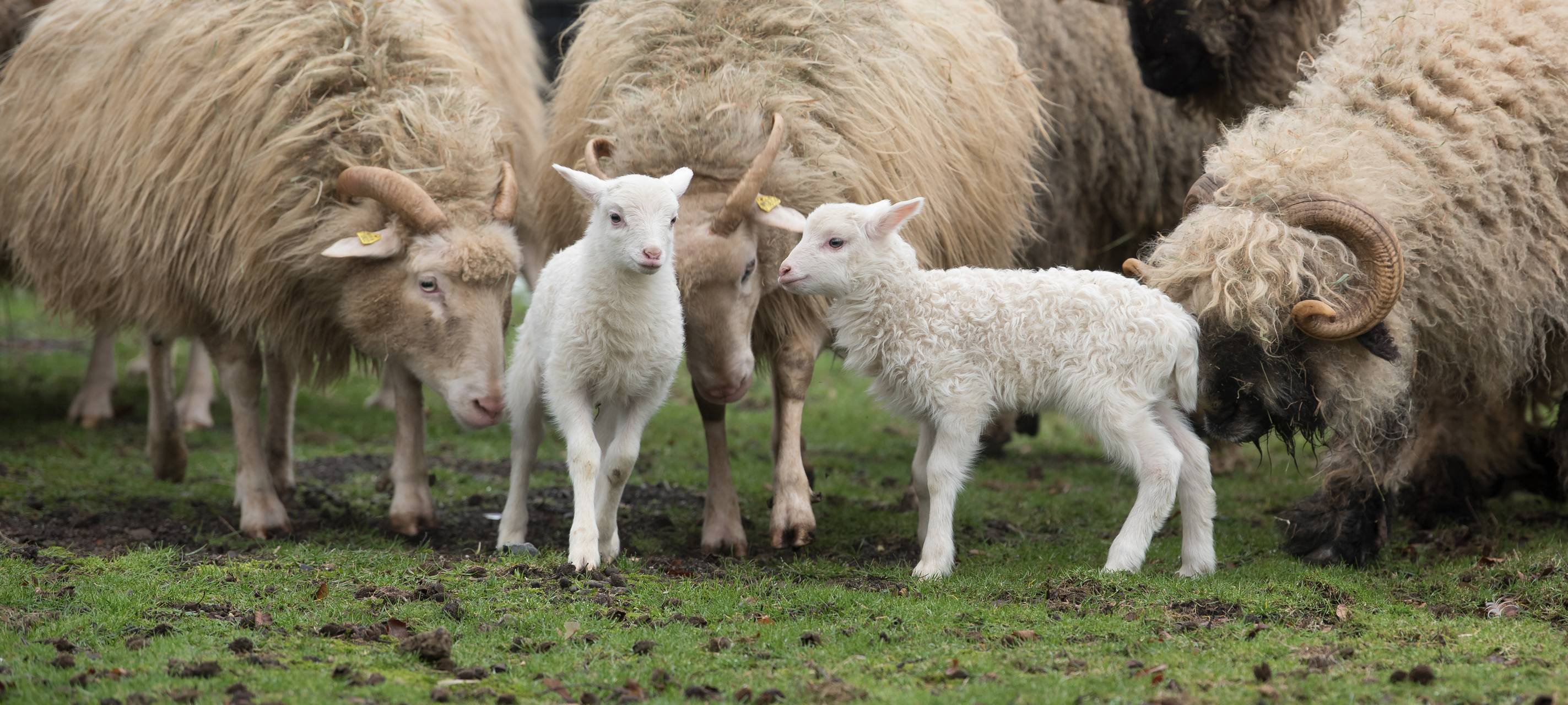 Neuer Kalender erschienen