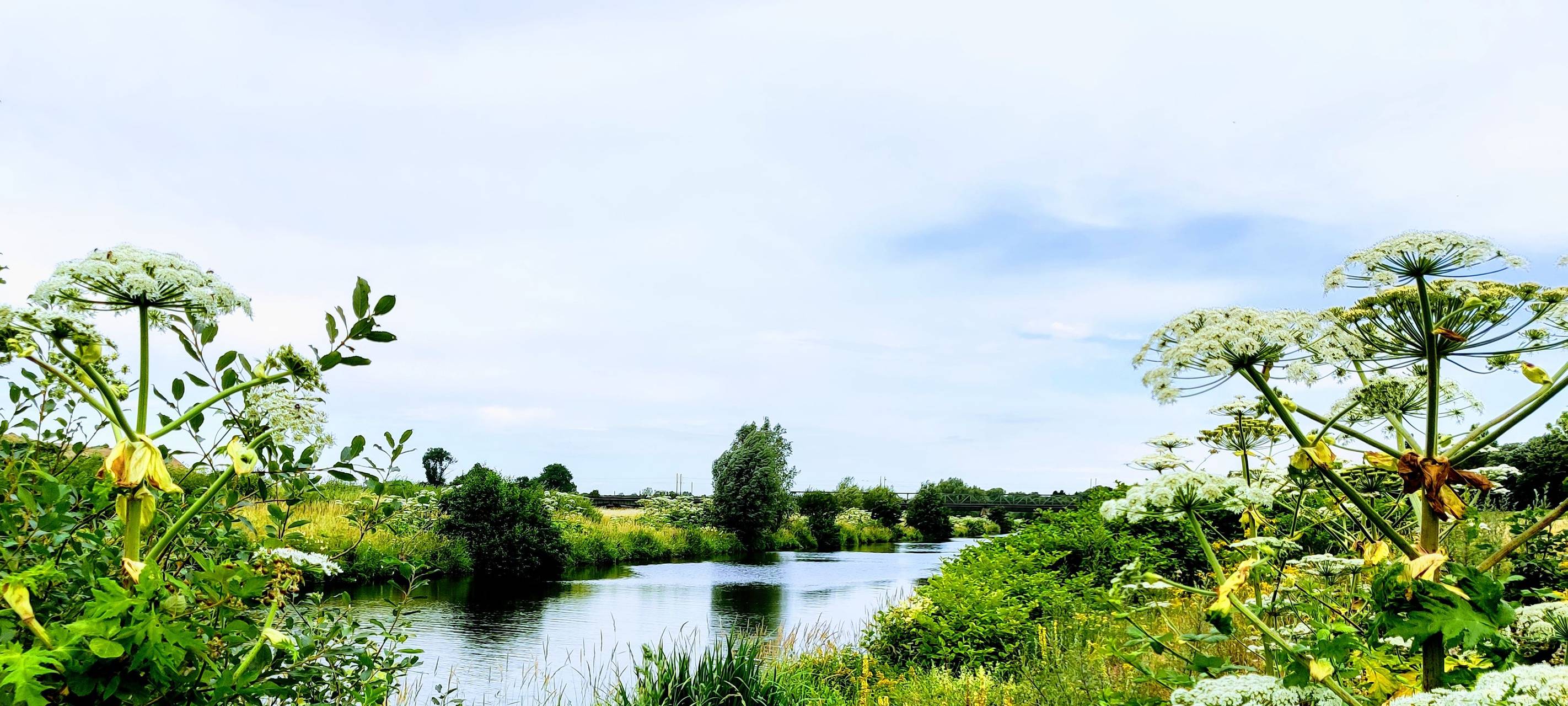 Bekämpfung der giftigen Pflanzen ist schwierig