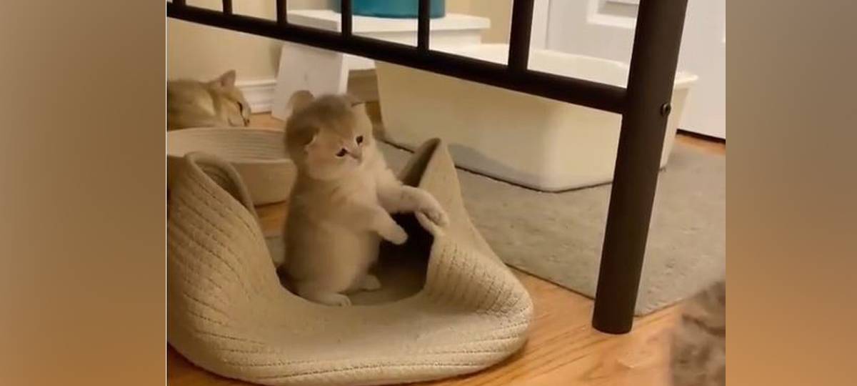 Uni sucht Katzenvideos für die Forschung