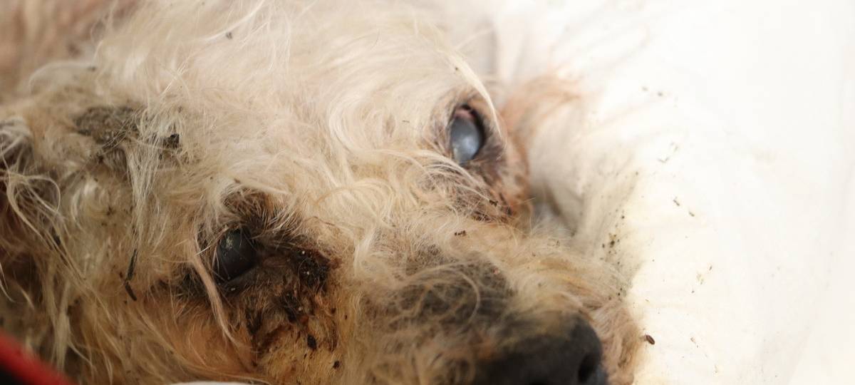 Hunde-Werfer kommt ins Gefängnis