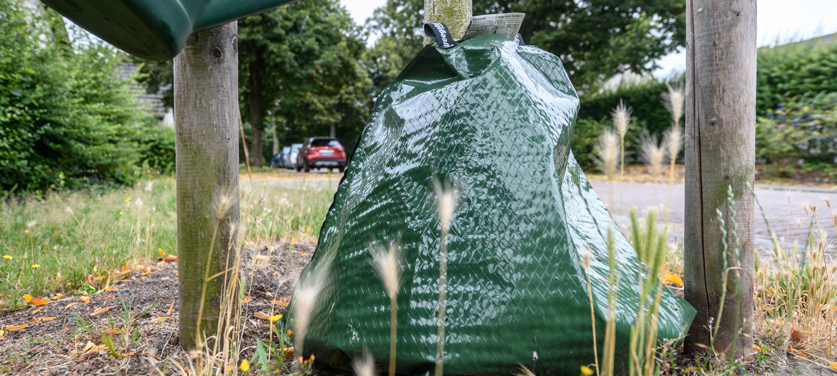 Mit Bewässerungssäcken gegen die Trockenheit