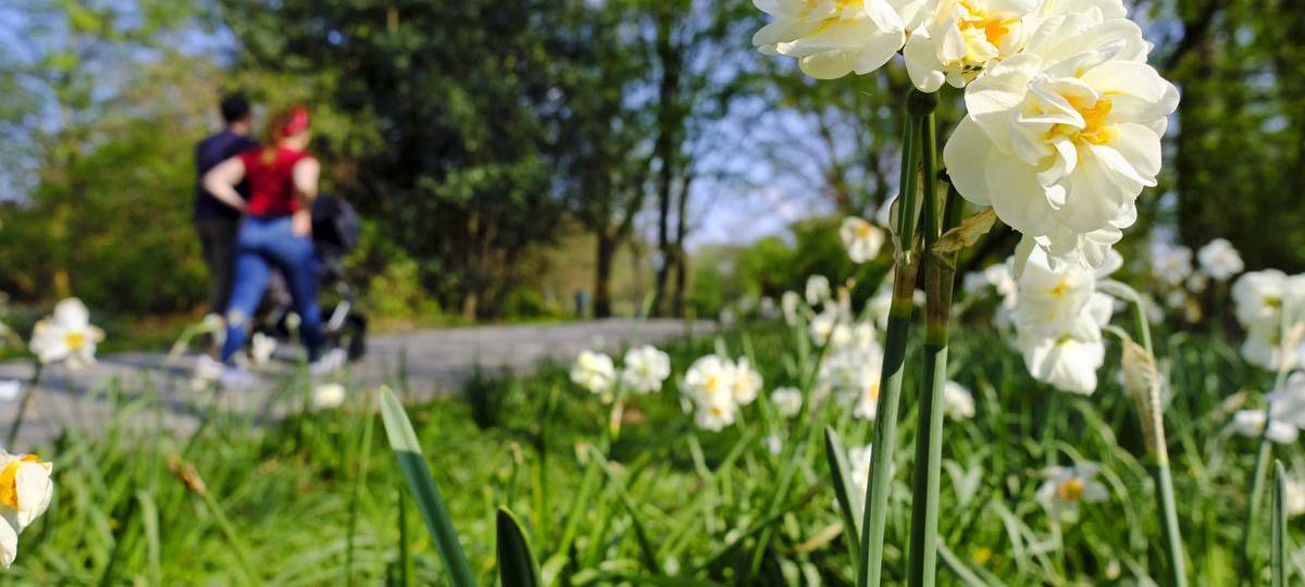 Statistik: Ruhrgebiet überdurchschnittlich grün