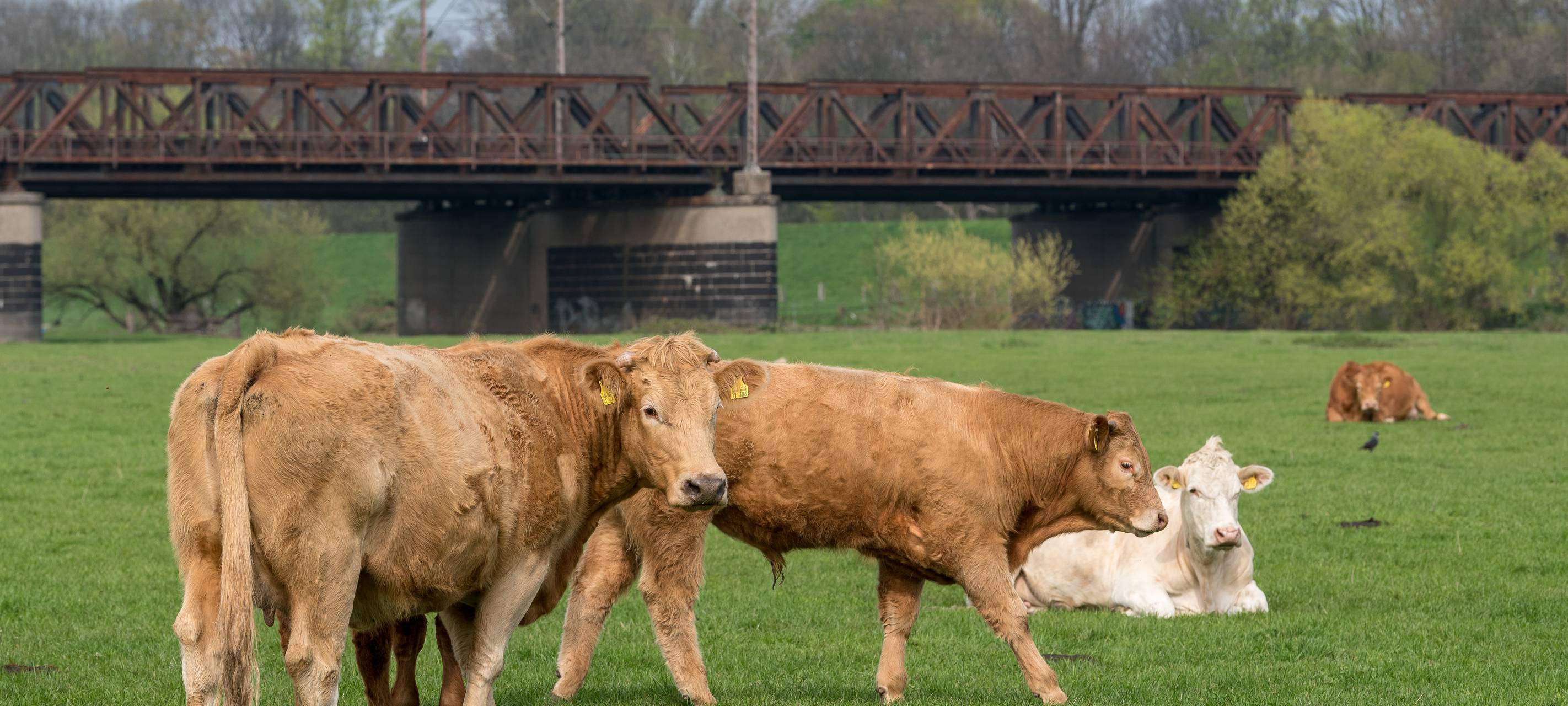Zu viel Andrang auf den Styrumer Ruhrwiesen