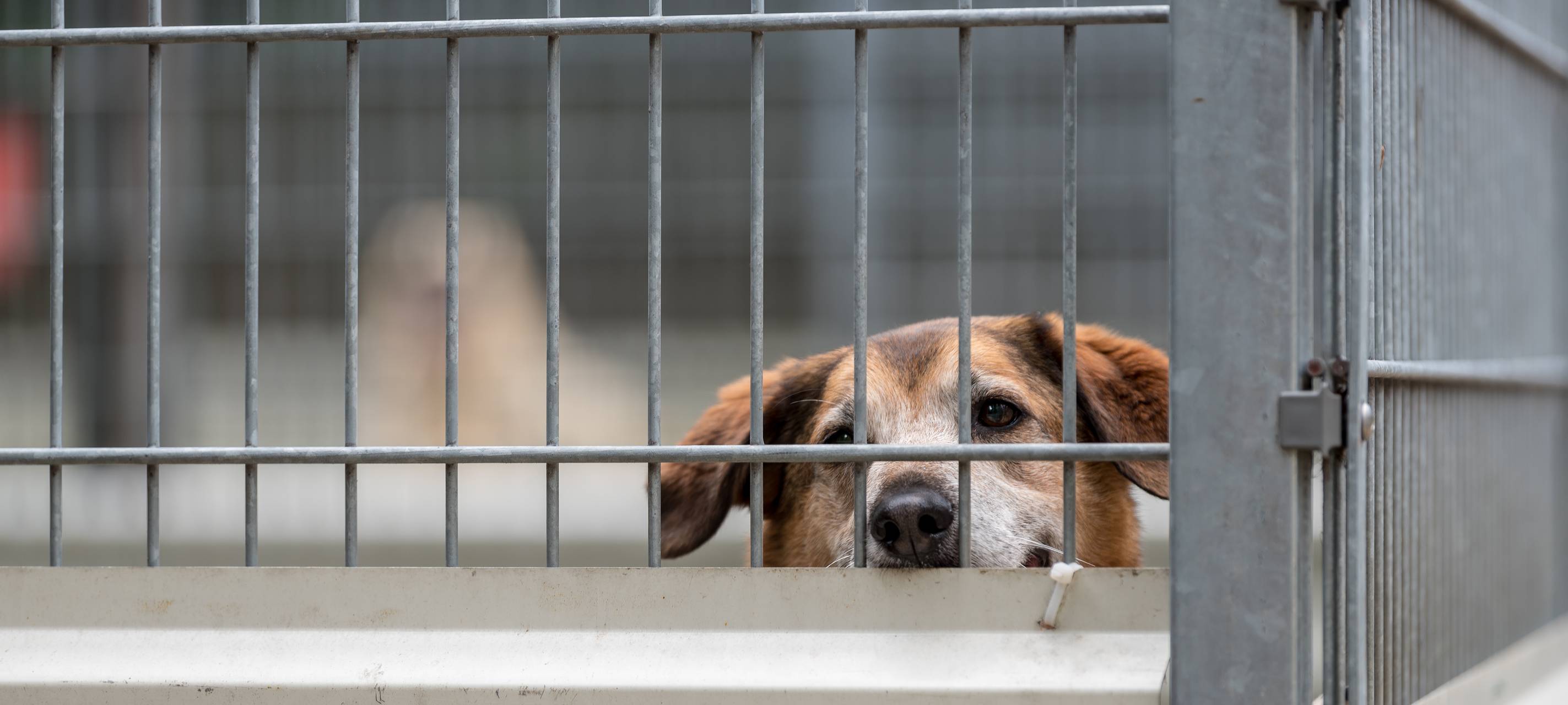 Tierschutzverein pachtet und saniert Tierheim