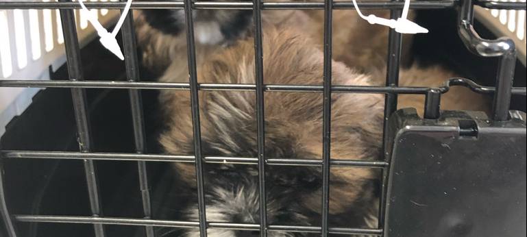 Anzeige wegen Tierquälerei und -handel