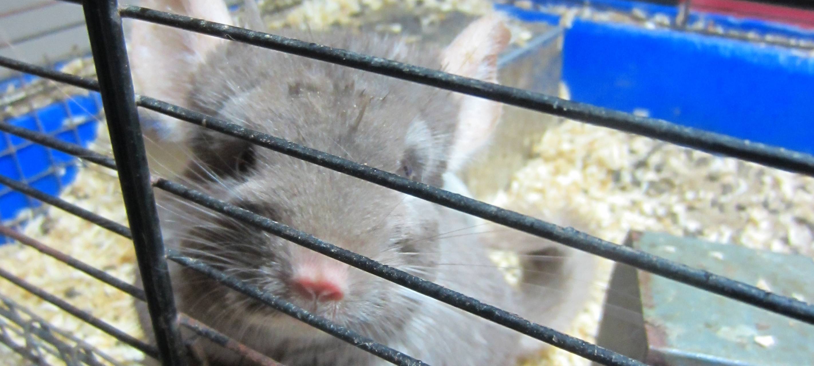 Rechnung für Chinchillas noch offen