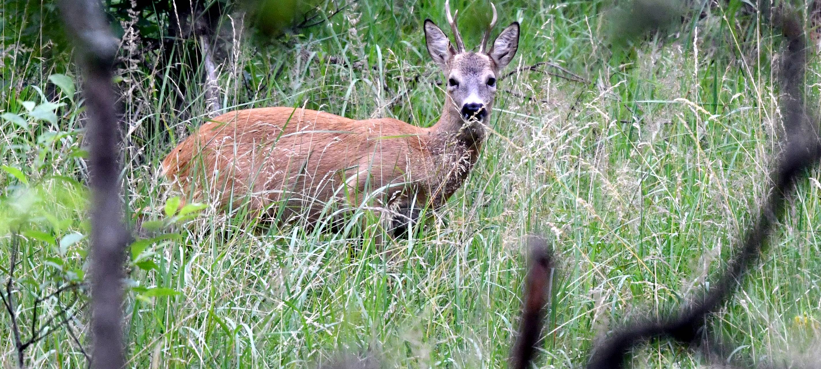Freilaufende Hunde töten Rehe