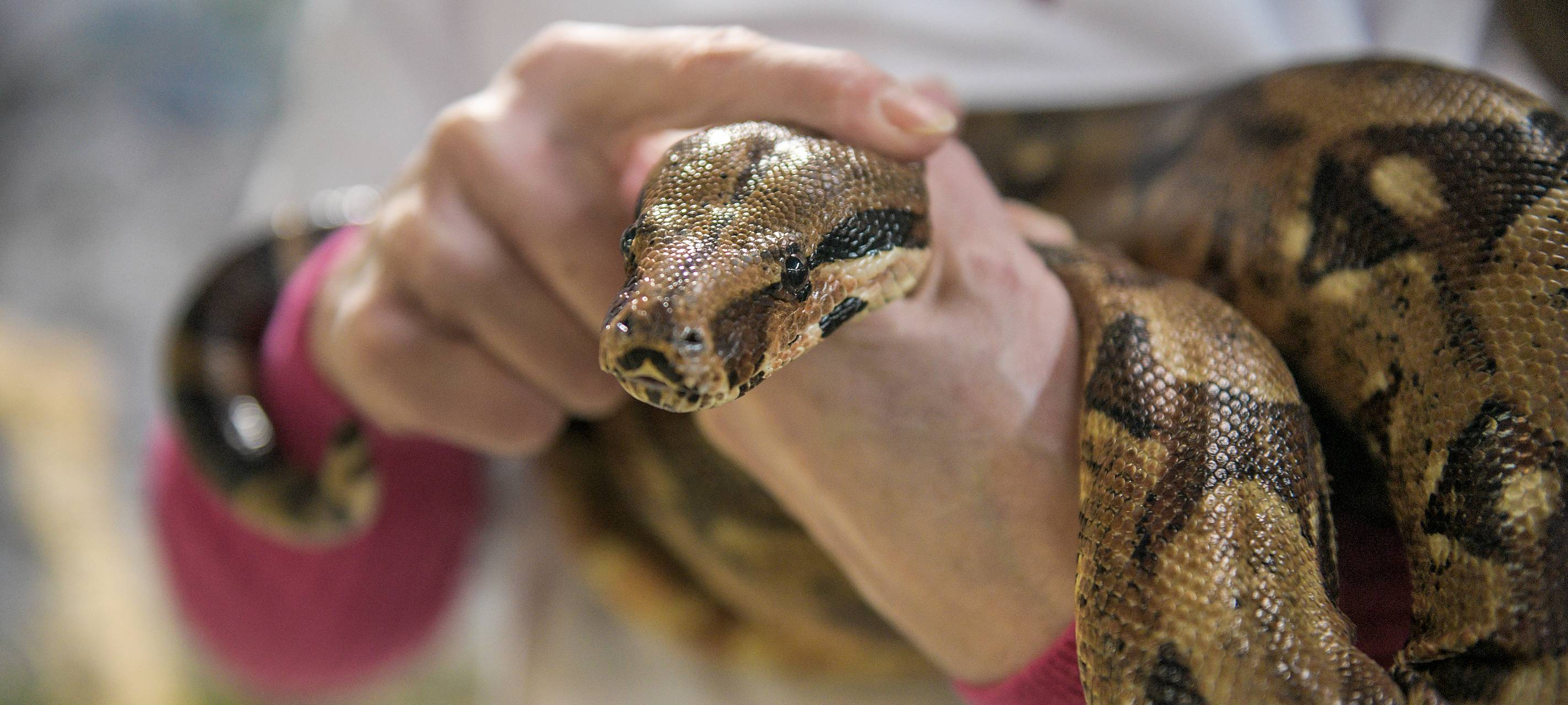 Würgeschlangen in Essen ausgesetzt
