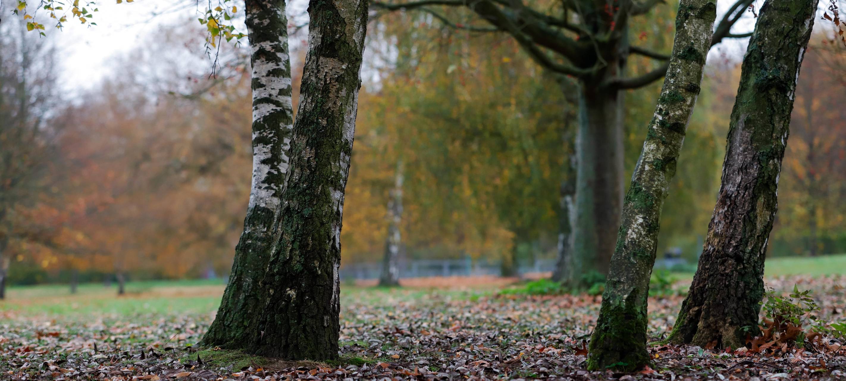 Birkenallee bekommt neue Bäume